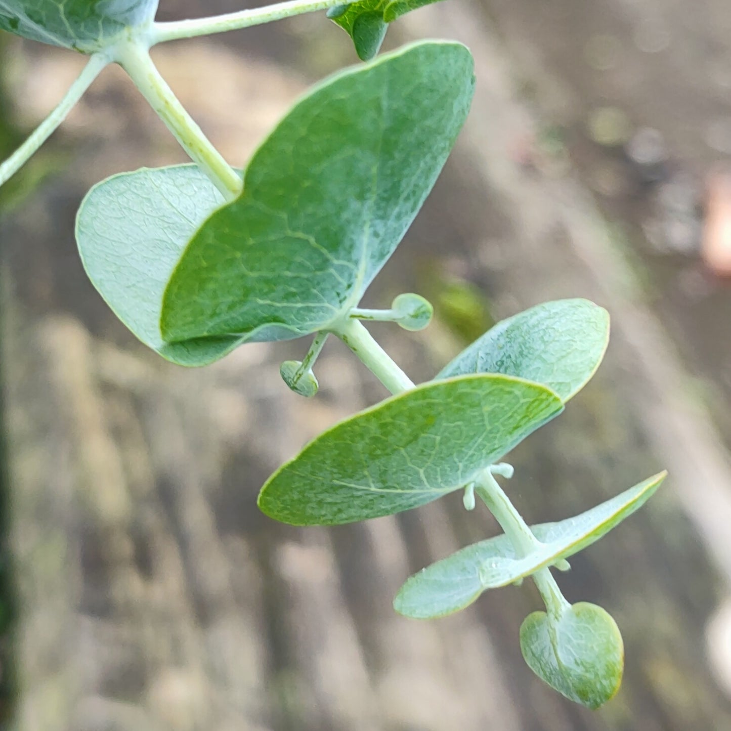 Eucalyptus pulverulenta 'Baby Blue'