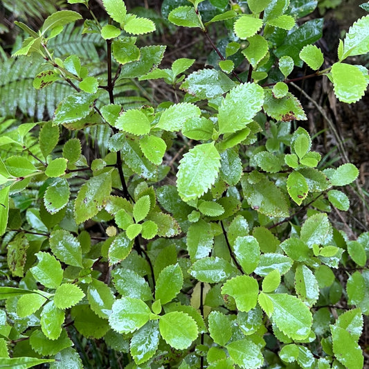 Ascarina lucida (Hutu)