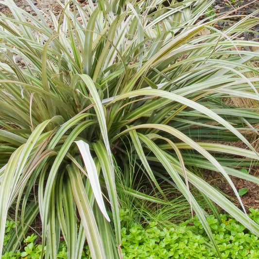 Astelia nervosa Westland (Mountain Astelia)