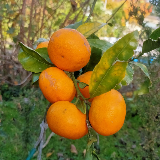 Mandarin Satsuma 