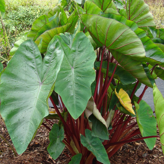 Colocasia esculenta 'Hawaiian Punch'