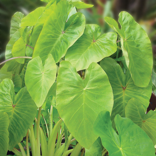 Colocasia esculenta 'Maui Gold'