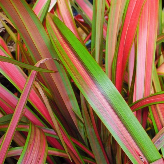 Phormium colensoi 'Jester' (Wharariki, Flax)