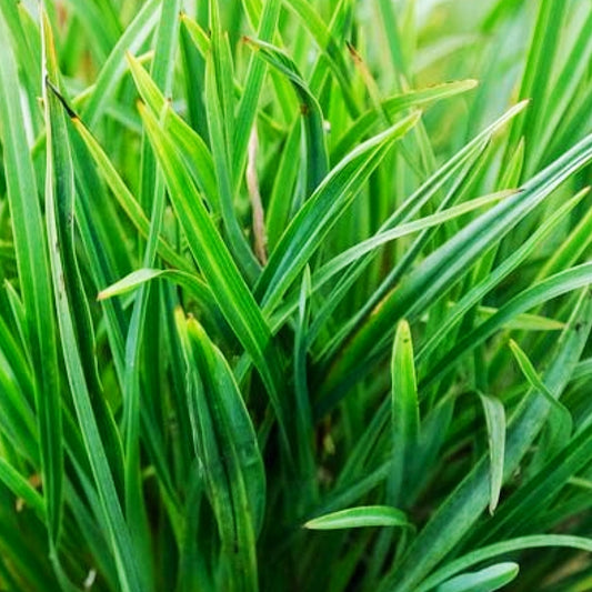 Phormium tenax 'Pepe Green' (Harakeke, Flax)