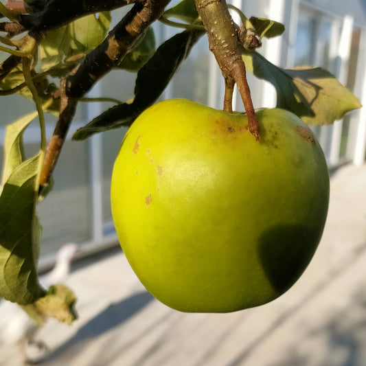 Malus domestica 'Granny Smith' M106 (Apple)