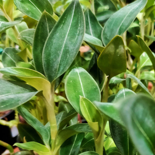 Ludisia discolor 'Black Jewel' (Jewel Orchid)