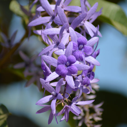 Petrea volubilis (Sandpaper Vine)