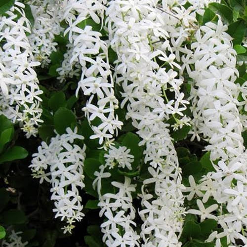 Petrea volubilis 'Snow Stars' (Sandpaper Vine)