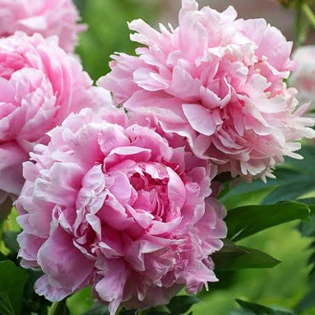 Paeonia lactiflora 'Sarah Bernhardt' (Peony)