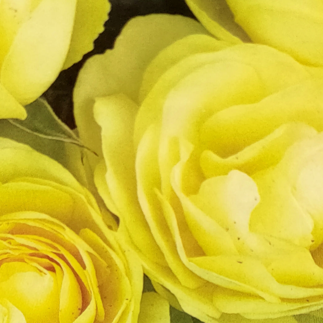 Rosa 'Lemon n Lime' (Rose)