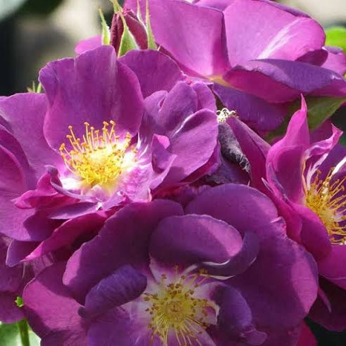 Rosa 'Rhapsody in Blue' (Rose)