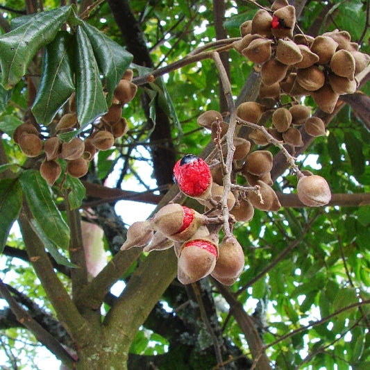 Alectryon excelsus (tΔ«toki)