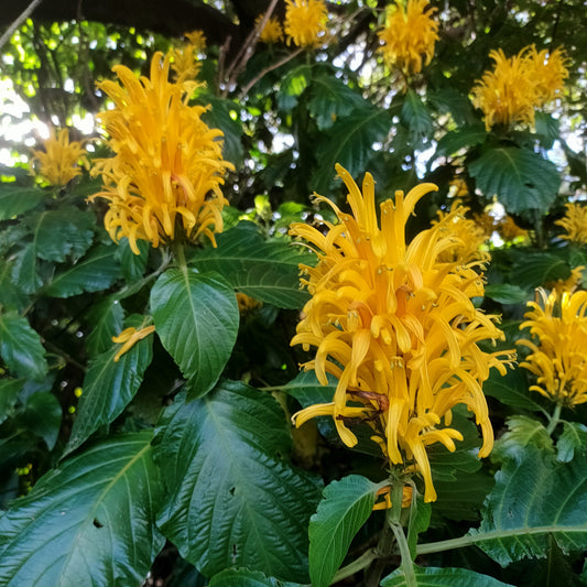 Justicia aurea (Yellow Jacobina)