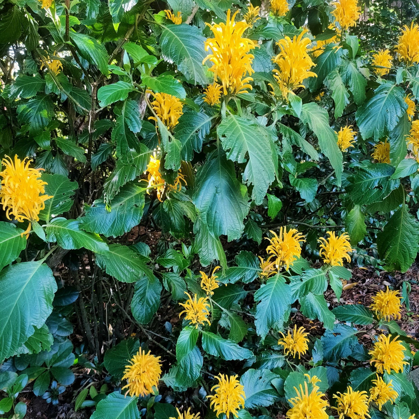 Justicia aurea (Yellow Jacobina)