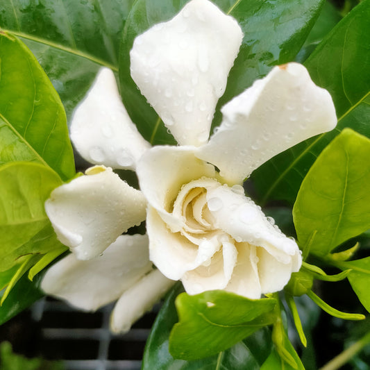 Gardenia jasminoides (Cape Jasmine)