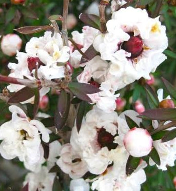 Leptospermum scoparium 'Princess Anne' (Mānuka)