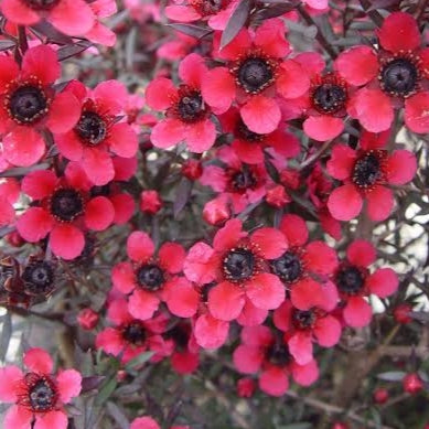 Leptospermum scoparium 'Electric Red' (Mānuka)