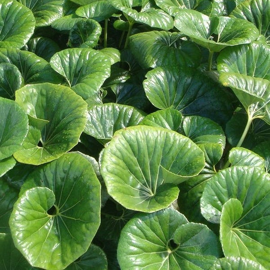 Ligularia reniformis