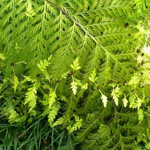 Asplenium bulbiferum