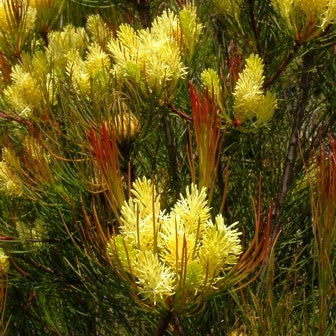 Aulax cancellata (Channel-leaf Featherbush)