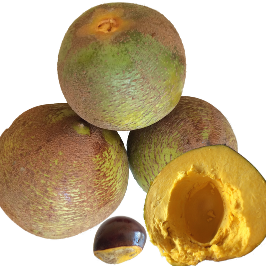 Pouteria lucuma (Lucuma)