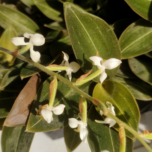 Ludisia discolor var. nigricans (Jewel Orchid)