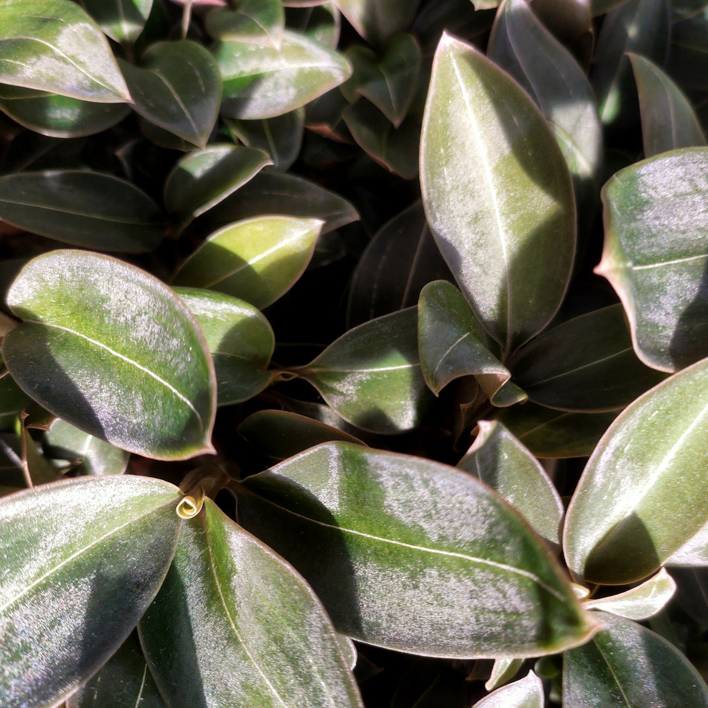 Ludisia discolor var. nigricans (Jewel Orchid)