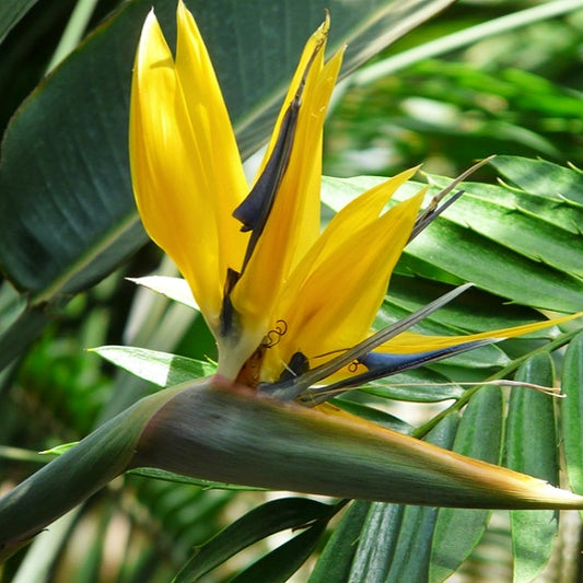 Strelitzia regina 'Mandela's Gold' (Yellow Bird of Paradise)