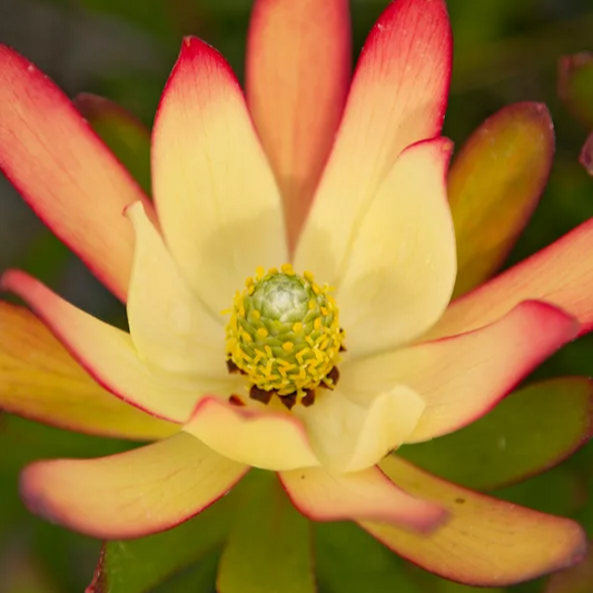 Leucadendron 'Cream Bun' (Conebush)