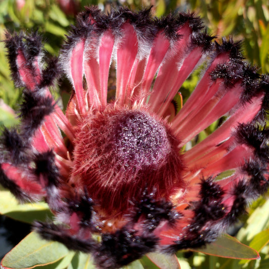 Protea 'Rose Mink'