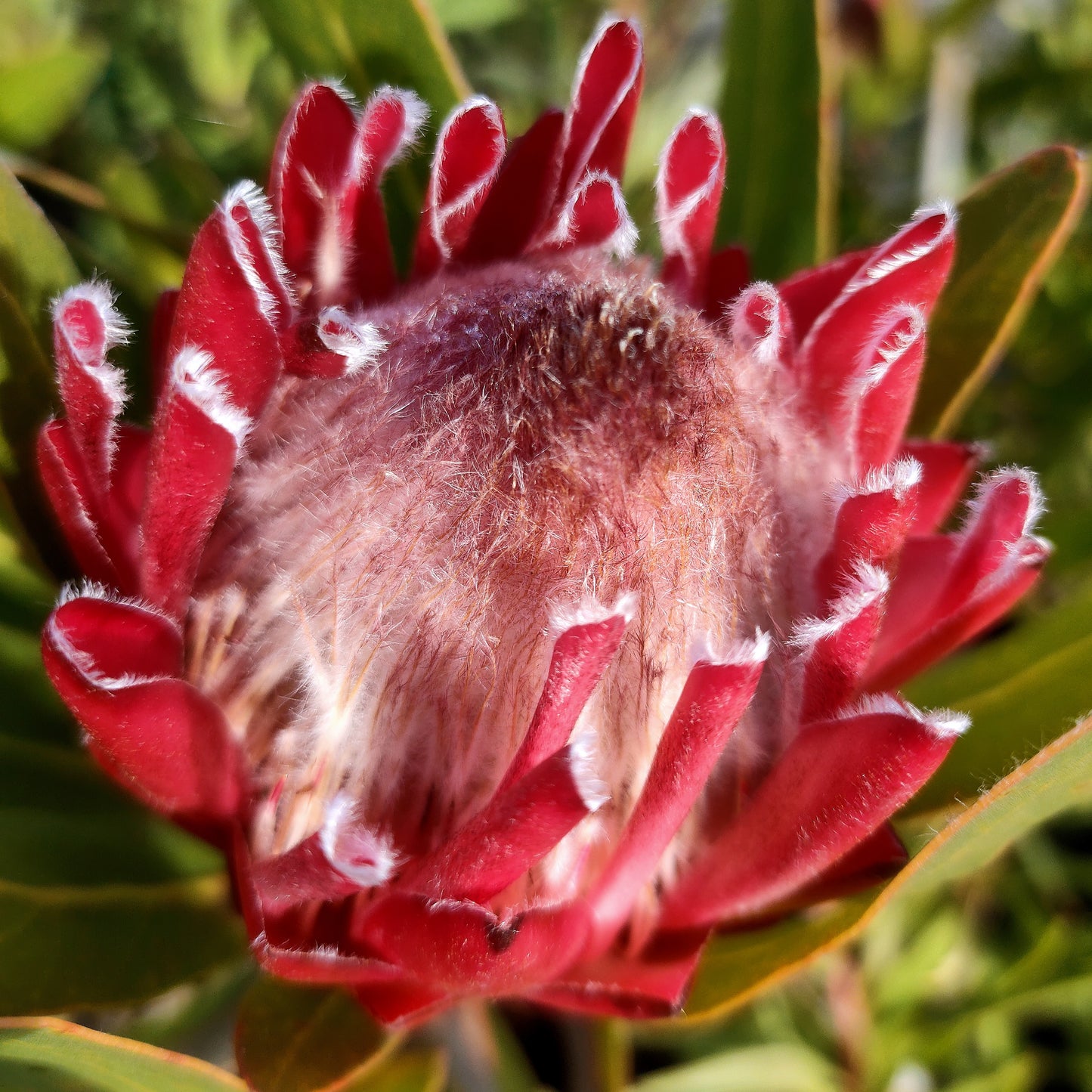 Protea neriifolia 'Red Ice'