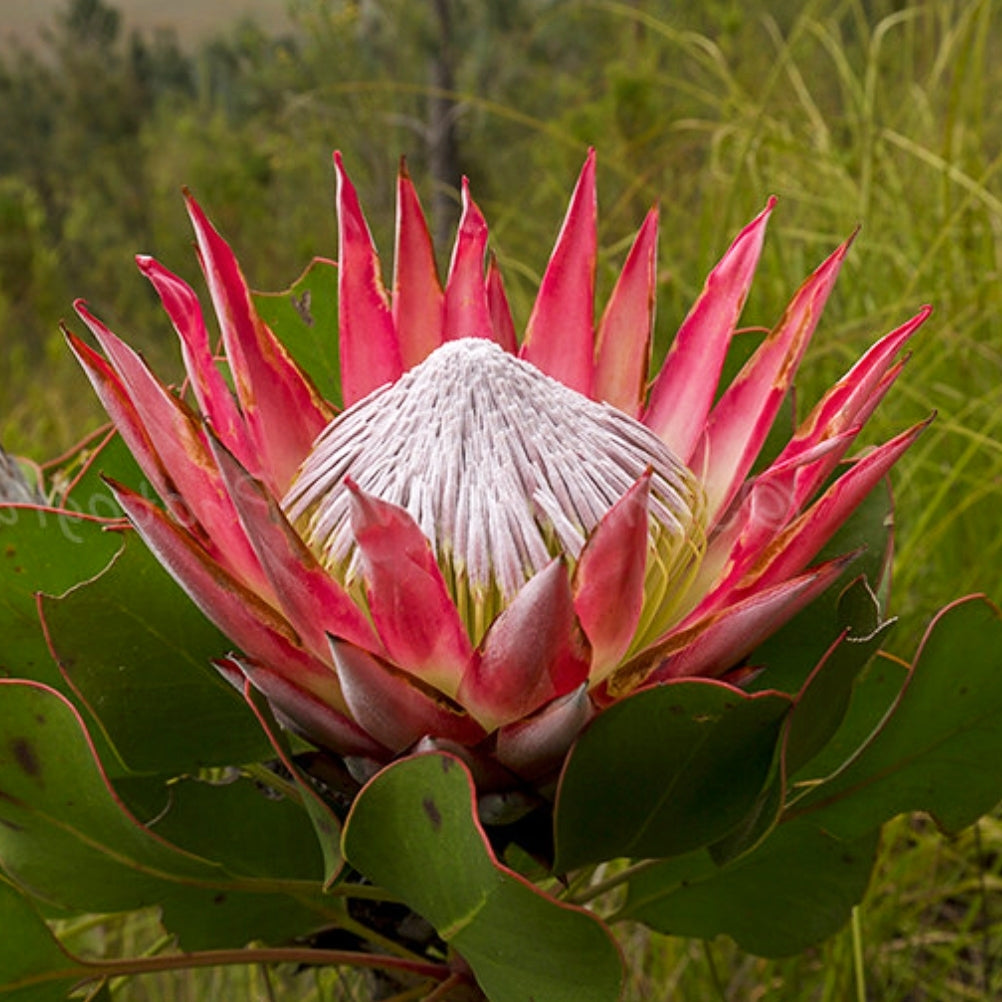 Protea cynaroides 'Tsitsikama' (King Protea)