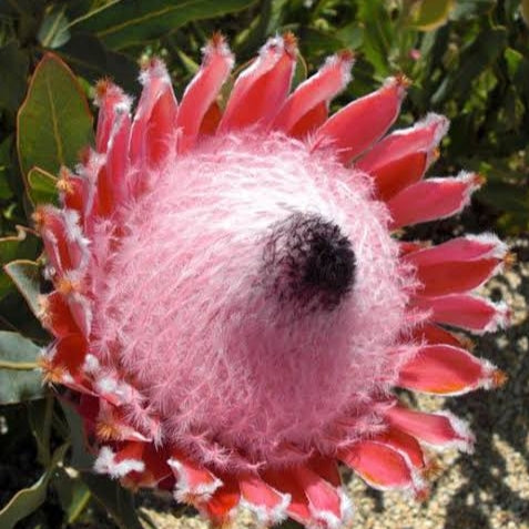 Protea magnifica (Queen Protea)