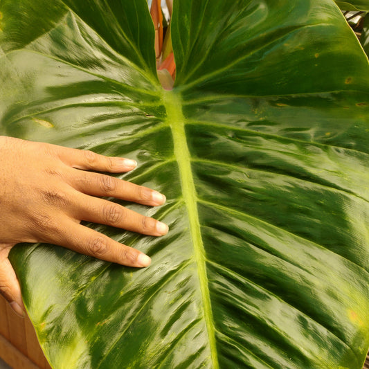 Philodendron giganteum