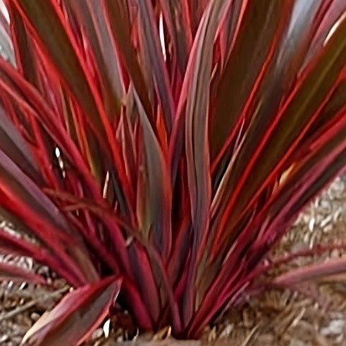 Phormium 'Rainbow Sunrise' (Flax)