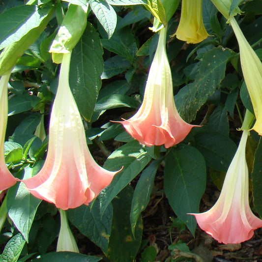 Brugmansia x candida 'Noel’s Blush' (Angel's Trumpet)