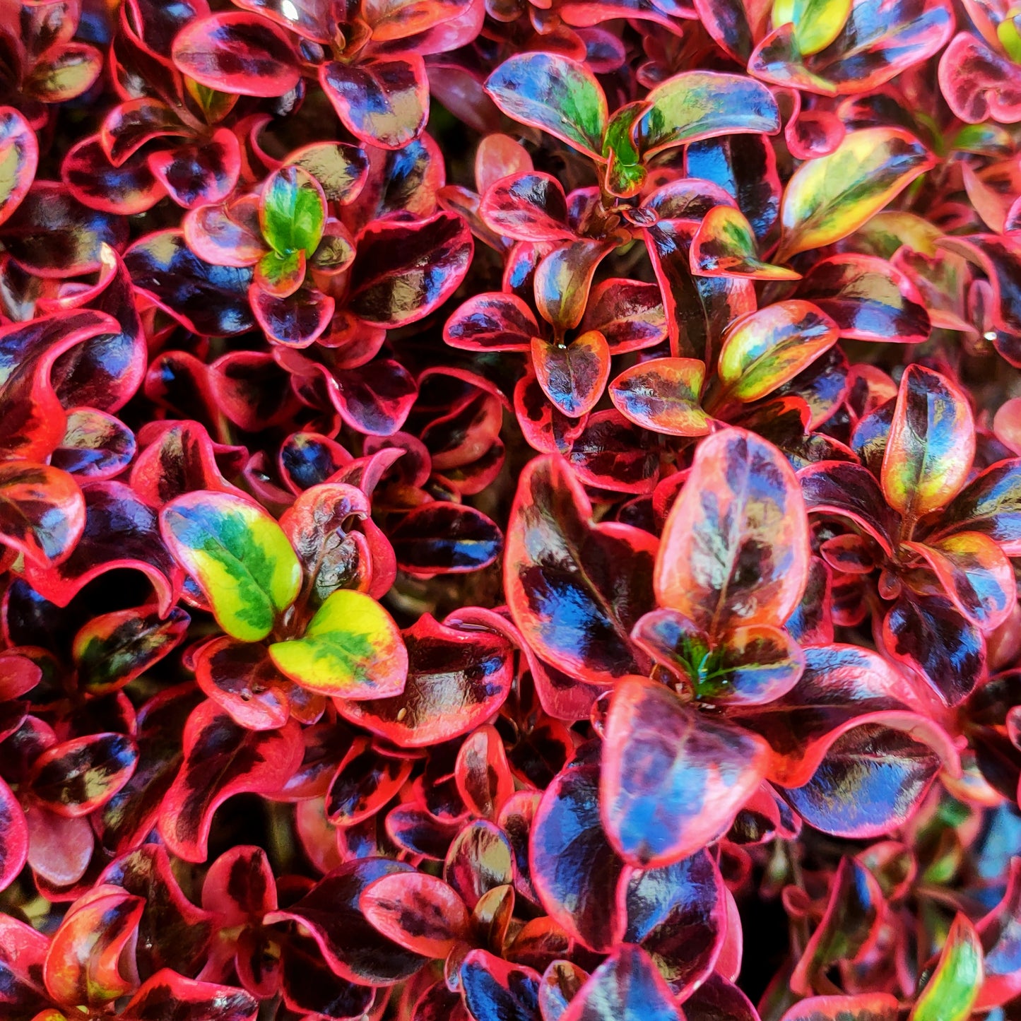 Coprosma 'Ignite'