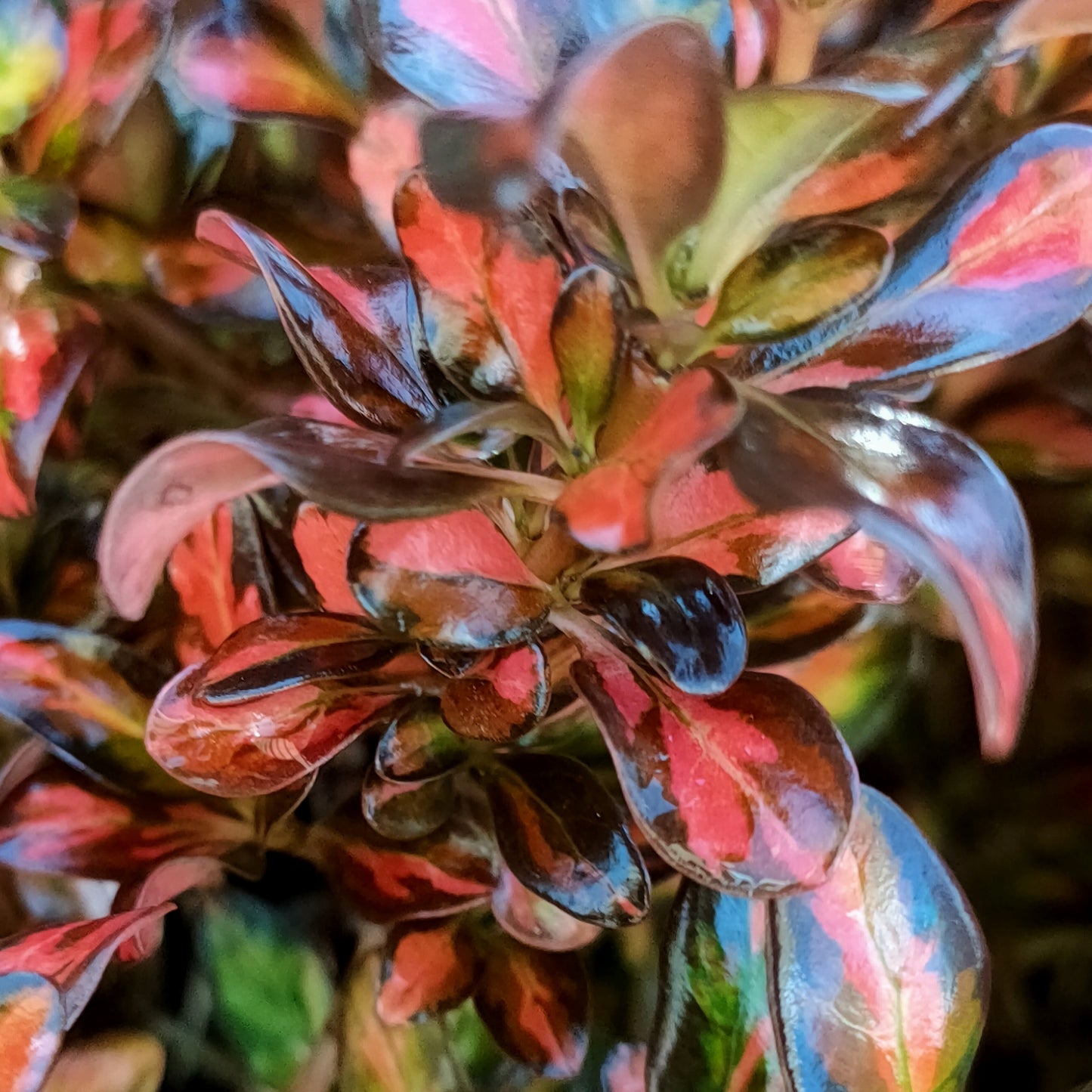 Coprosma 'Evening Glow'