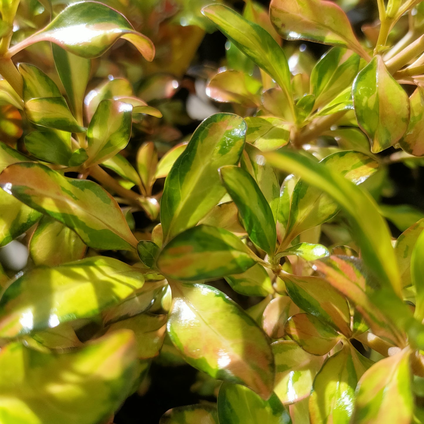 Coprosma 'Golden Glow'