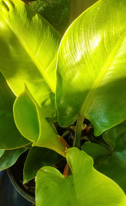 Philodendron 'Imperial Green'