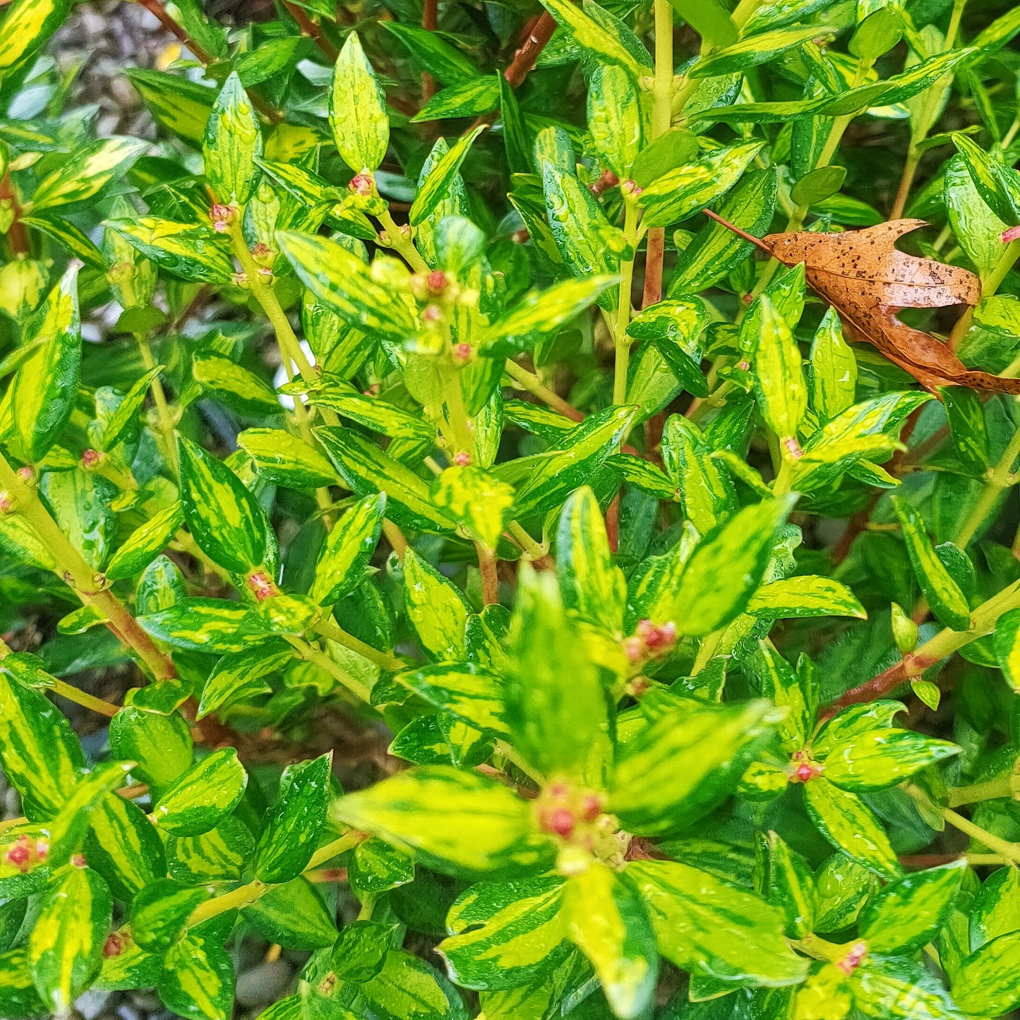 Metrosideros umbellata 'Moonlight' (Southern Rātā)