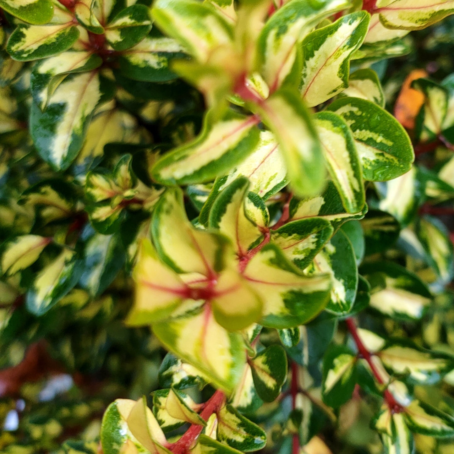 Metrosideros kermadecensis 'Red and Gold' (Kermadec Pōhutukawa)