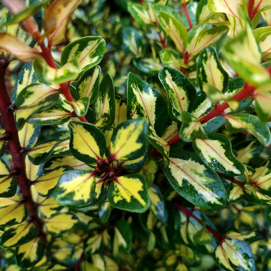 Metrosideros kermadecensis 'Red and Gold' (Kermadec Pōhutukawa)