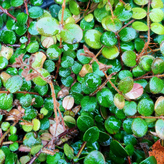 Metrosideros carminea 'Red Carpet' (Carmine Rātā)