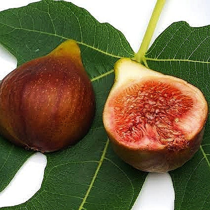 Ficus carica 'Brunswick' (Fig) – Pikirangi Online Garden Centre