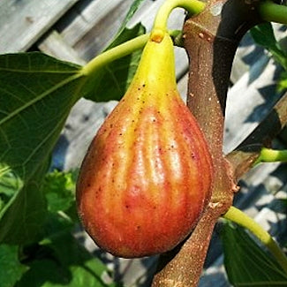 Ficus carica 'Brunswick' (Fig)