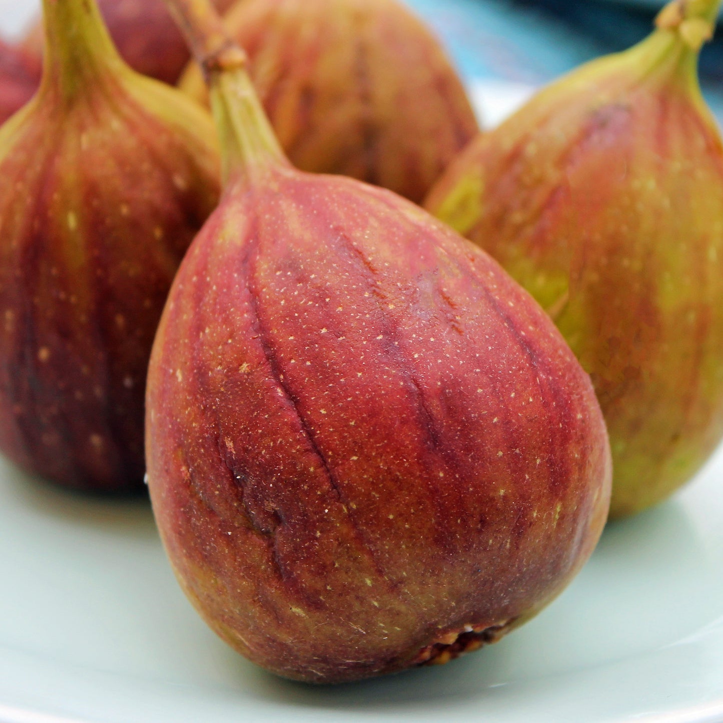 Ficus carica 'Brunswick' (Fig)