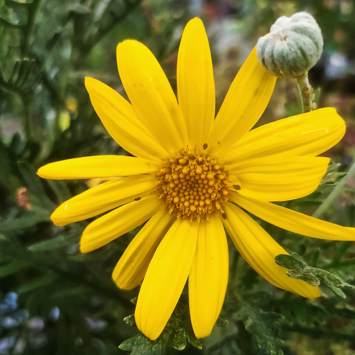 Euryops pectinatus 'Little Sunay' (Grey-leaved Euryops)