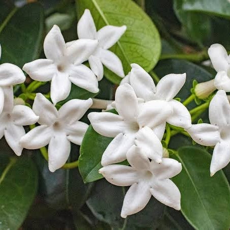 Stephanotis floribunda (Bridal Bouquet)