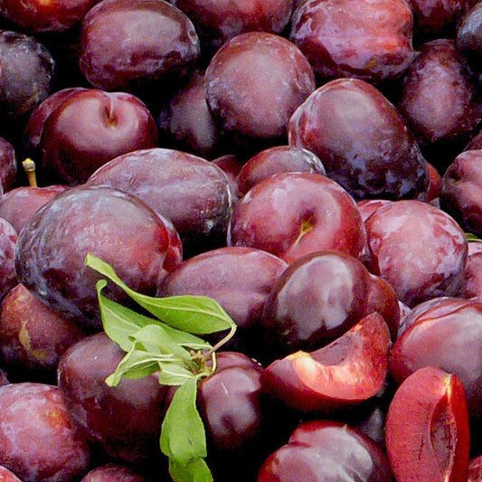 Prunus 'Black Doris' (Plum)